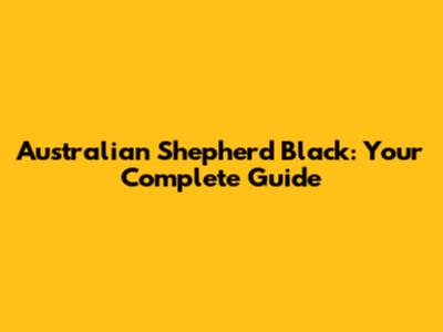 Australian Shepherd Black: Your Complete Guide