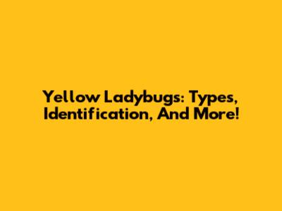 Yellow Ladybugs: Types, Identification, And More!